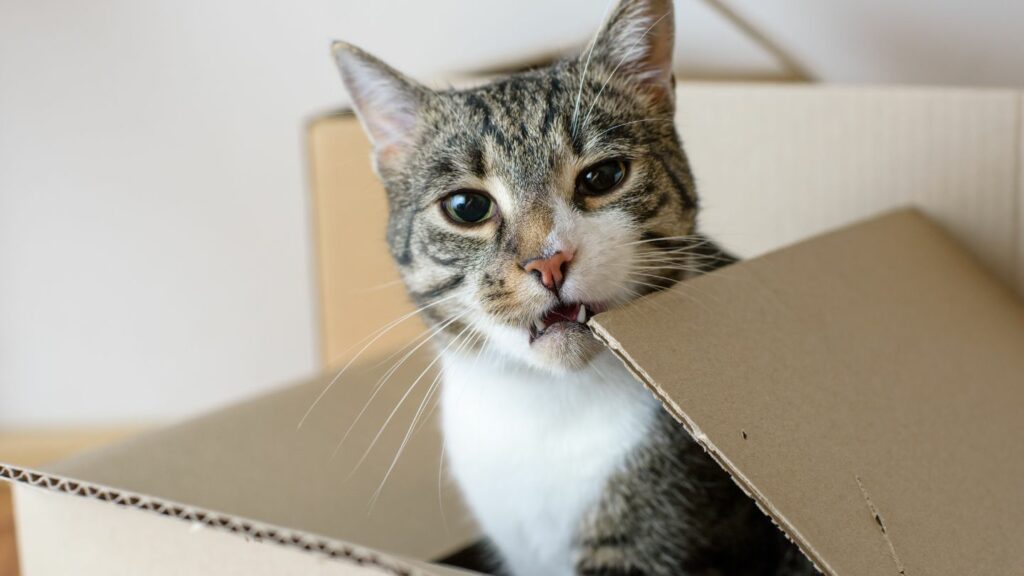 chat dans un carton qui machouille un coin