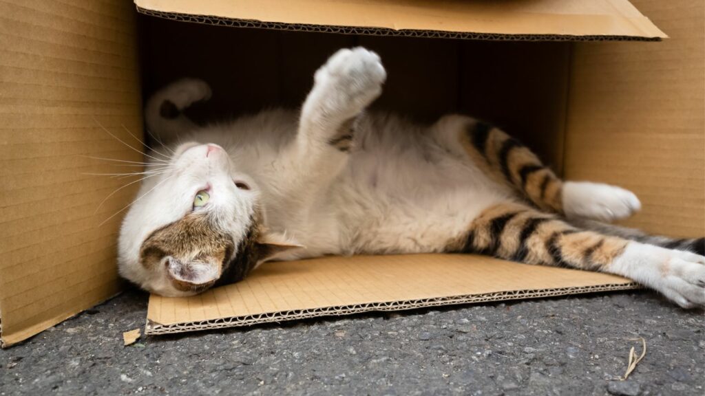 Chat qui joue dans un carton