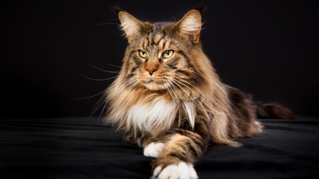 chat maine coon sur fond noir