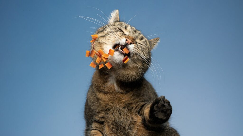 chat sur fond bleu qui mange des croquettes suspendues