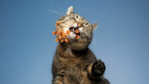 Read more about the article Les croquettes pour chat, bon ou mauvais choix de nourriture ?