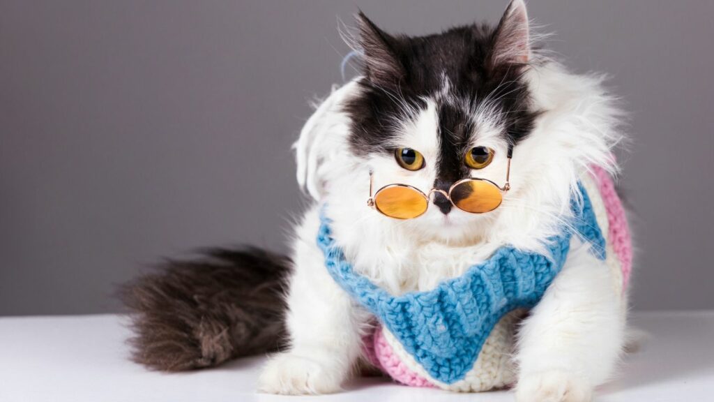 Chat déguisé meskine avec des vêtements pour chats