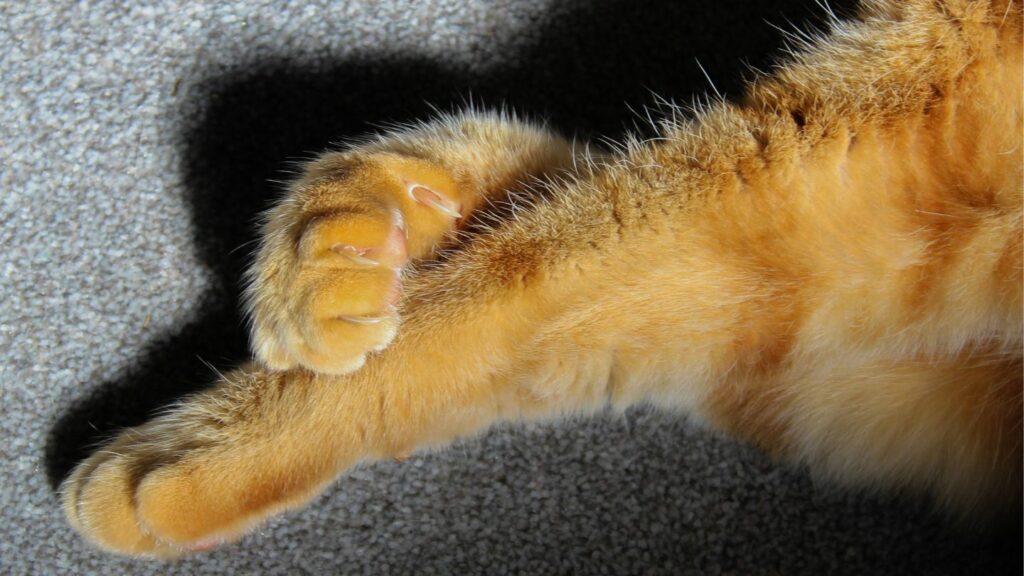 pattes de chats roux croisés
