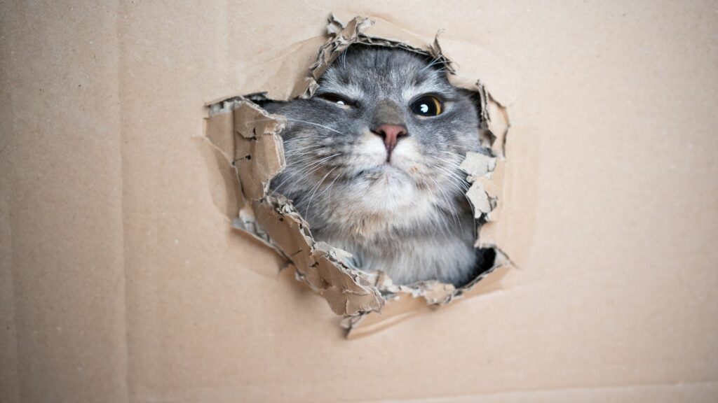 chat dans un carton avec trou dans un coté