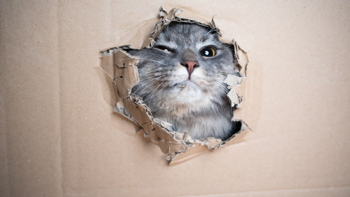 Read more about the article Pourquoi les chats aiment tant les cartons ?