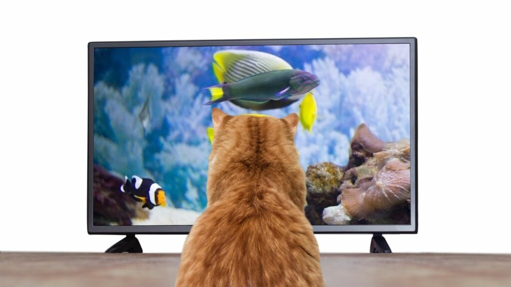 chat qui regarde la télévision