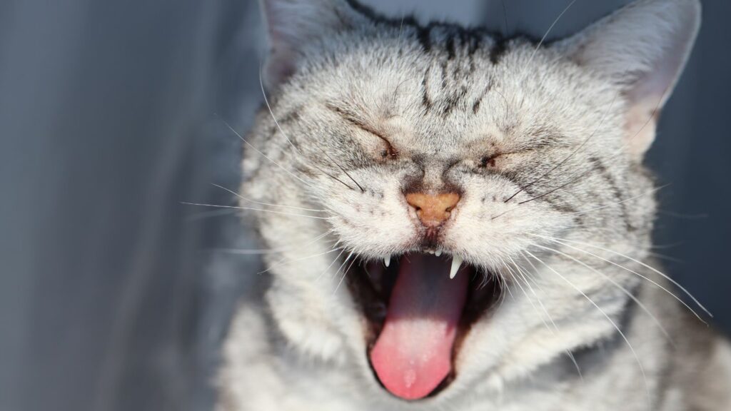 chat-qui-écrit-article-de-blog