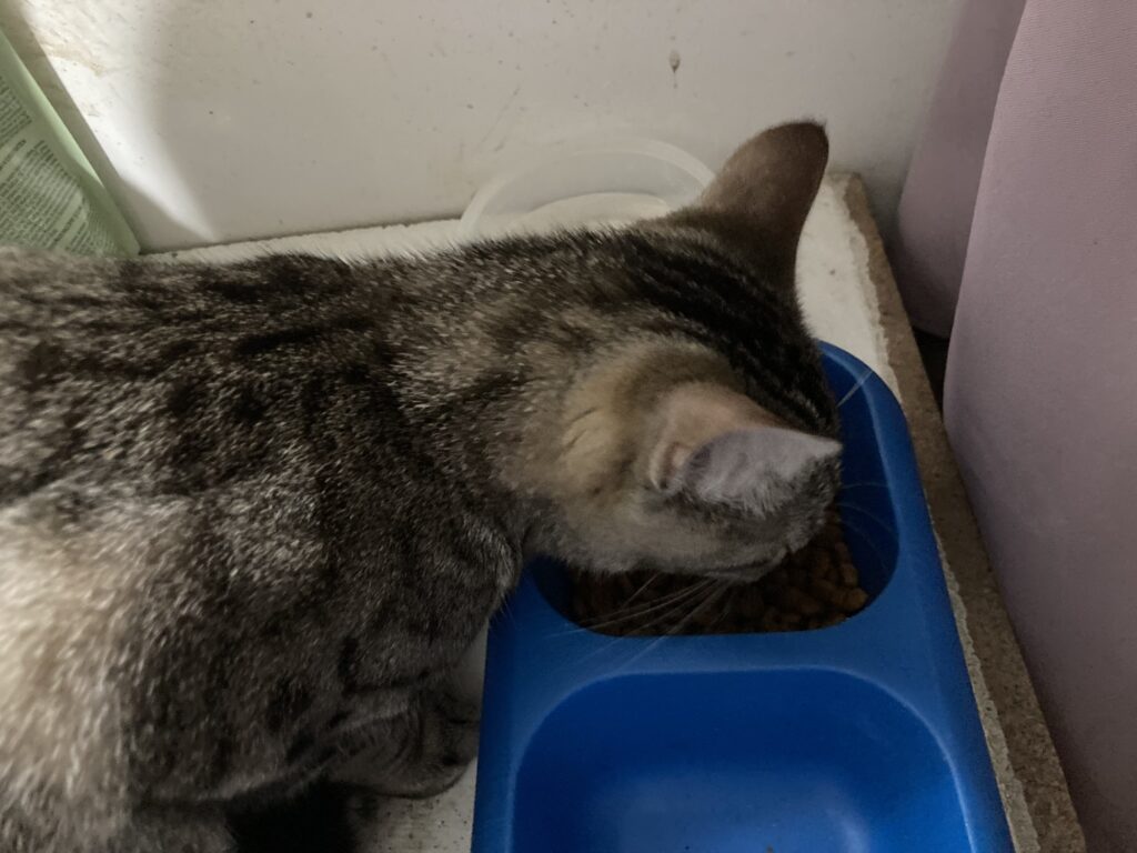 Chat gris qui mange ses croquettes dans une gamelle bleue