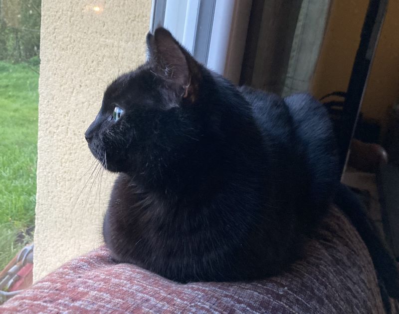 lucienne le chat assise tranquille qui regarde dehors