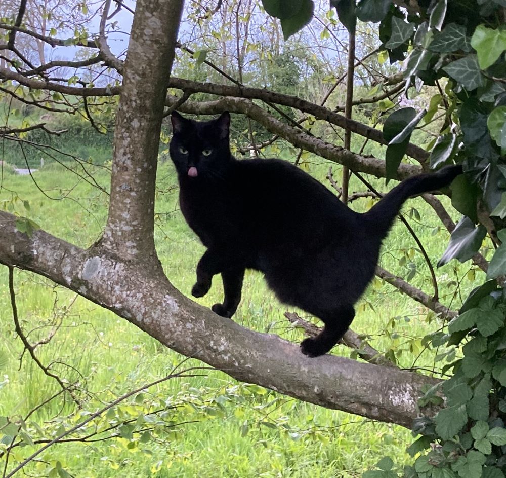 Lucienne le chat noir tire la langue